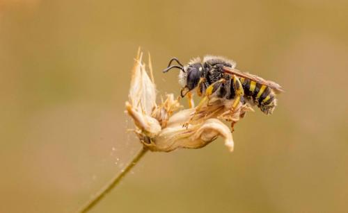 Réf. 262 985 : Trachusa interrupta